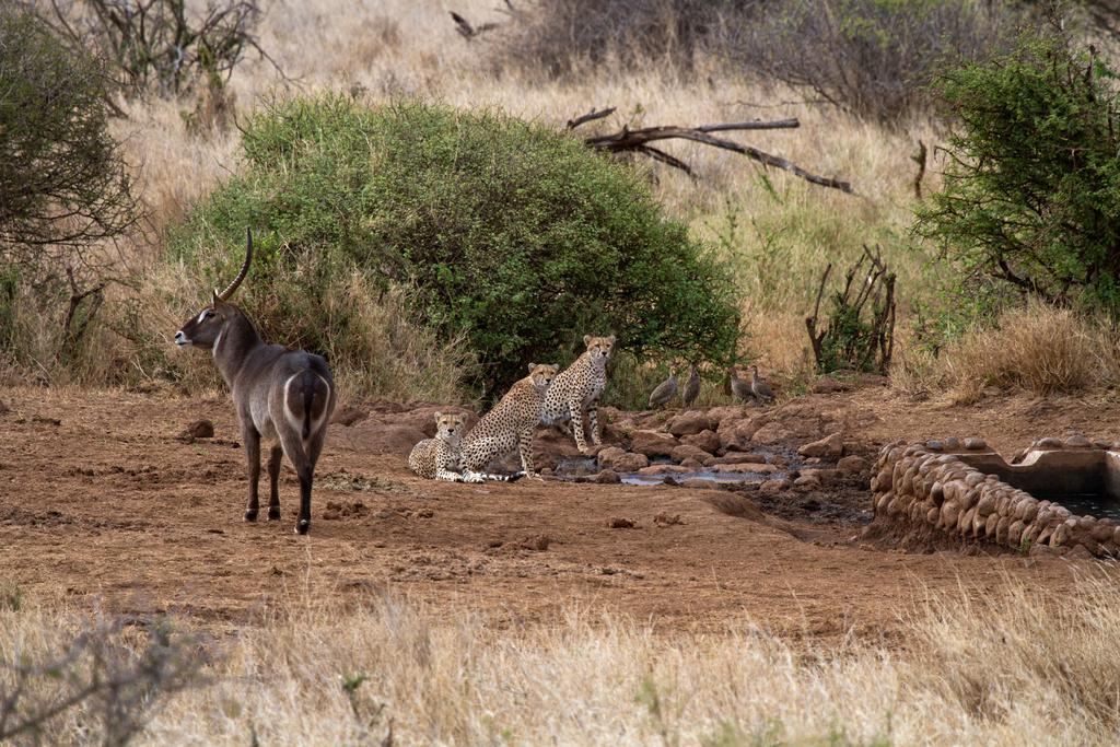 Elerai Camp Hotel Amboseli Luaran gambar